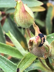 Harmonia axyridis