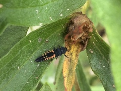 Harmonia axyridis