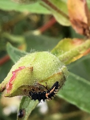 Harmonia axyridis