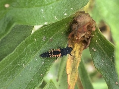 Harmonia axyridis