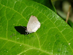 Siderus leucophaeus