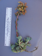 Sedum kiersteadiae