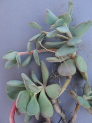 Sedum kiersteadiae