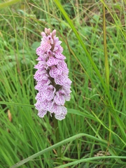 Dactylorhiza × grandis