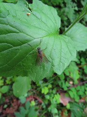 Rhagio annulatus
