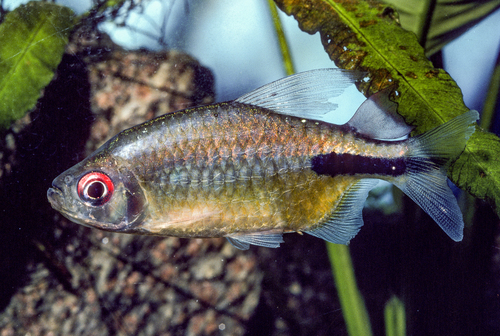 Large congo tetra (Phenacogrammus major) — Alestidae