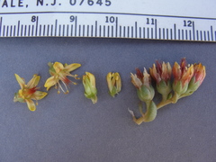 Sedum kiersteadiae