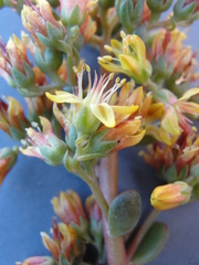 Sedum kiersteadiae