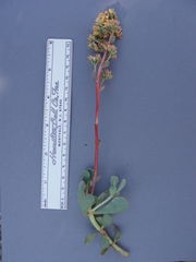 Sedum kiersteadiae