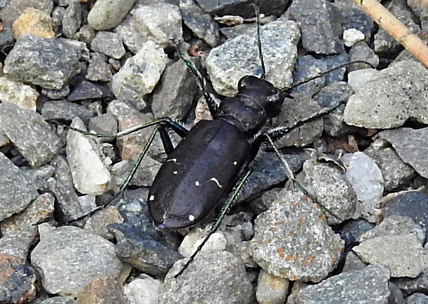 Boreal Long-lipped Tiger Beetle