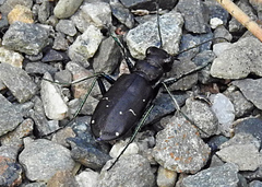 Cicindela longilabris