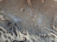 Biflustra arborescens