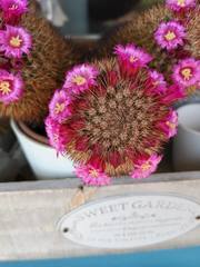 Mammillaria spinosissima
