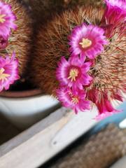 Mammillaria spinosissima
