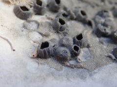 Biflustra arborescens