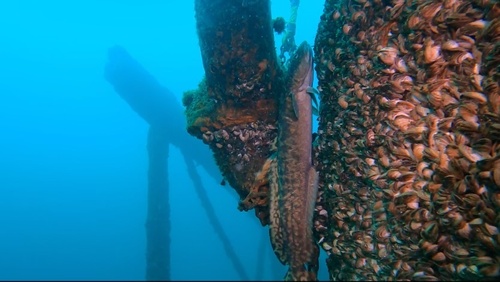 Burbot (Lota lota) — Lotidae — 3