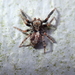 House Jumping Spider - Photo (c) Anita Sprungk, some rights reserved (CC BY-NC), uploaded by Anita Sprungk