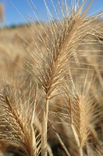 Image of Hordeum marinum by (c) Jorge Íñiguez, some rights reserved (CC BY)