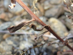 Sedum albomarginatum