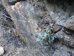 Sedum albomarginatum
