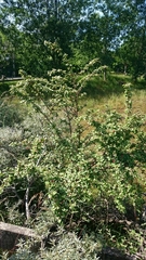 Cotoneaster franchetii