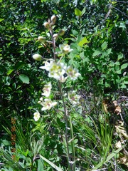 Melanthieae