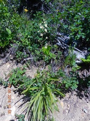 Melanthieae