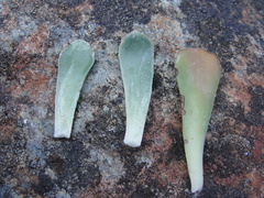 Sedum albomarginatum