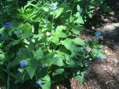 Pentaglottis sempervirens