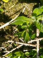 Pilosella aurantiaca