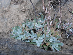Sedum albomarginatum