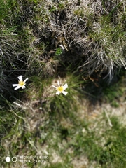 Ranunculus pyrenaeus