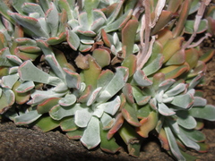 Sedum albomarginatum