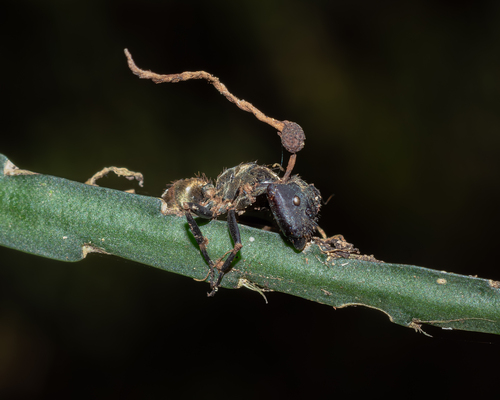 Zombie-ant fungus