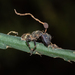 Ophiocordyceps unilateralis - Photo (c) Denis Zabin, some rights reserved (CC BY), uploaded by Denis Zabin