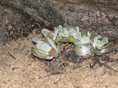 Sedum albomarginatum