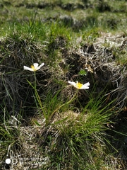 Ranunculus pyrenaeus