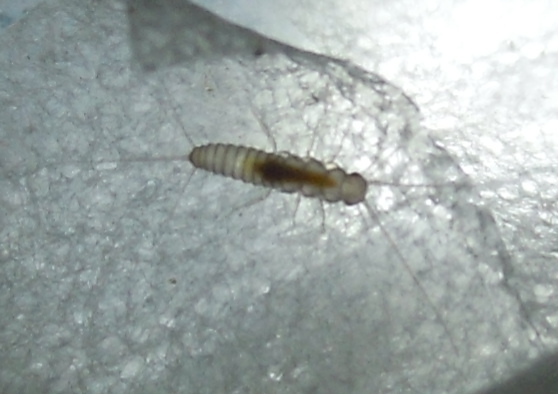 four-lined silverfish