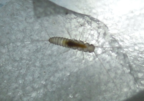 four-lined silverfish