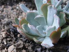Sedum albomarginatum