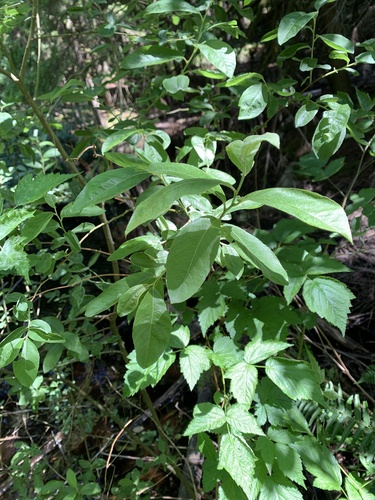 Image of Salix scouleriana by (c) Senna Bryce Robeson, some rights reserved (CC BY)