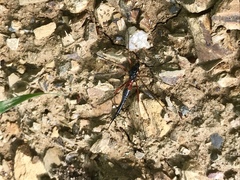 Tanyptera atrata
