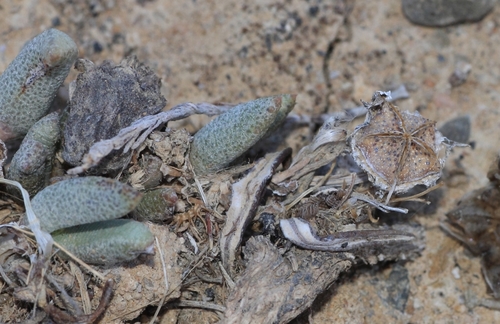 Hammeria gracilis Burgoyne 3