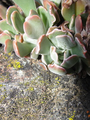 Sedum albomarginatum