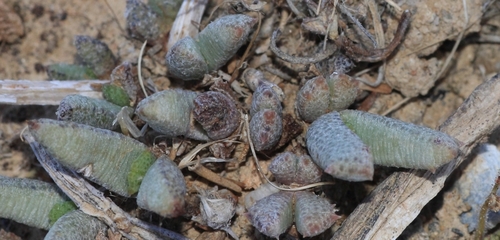 Hammeria gracilis Burgoyne 4