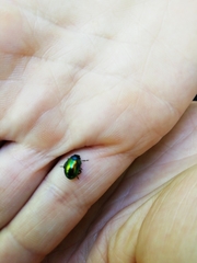 Chrysolina fastuosa