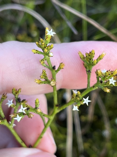 Brighteye Rootthug (Thesium euphrasioides)