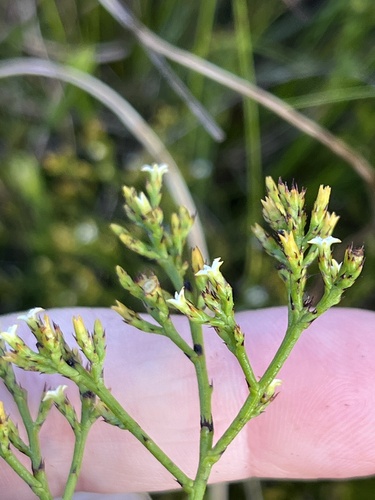 Image of Thesium euphrasioides by (c) Charleen Brunke, some rights reserved (CC BY)