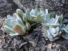 Sedum albomarginatum