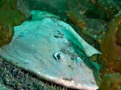 Japanese Sleeper Ray photo 3